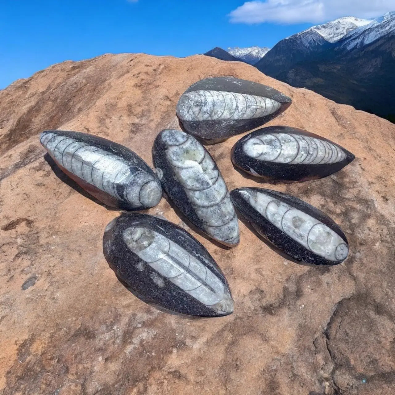 Sea Shell Fossil Specimen - Image #1