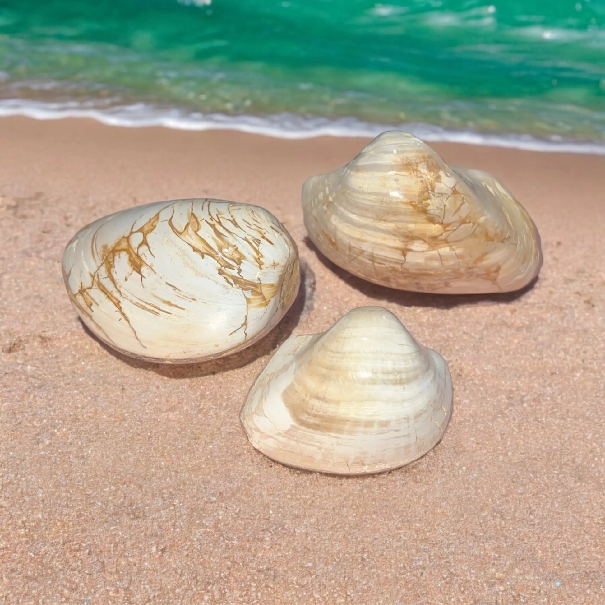 Sea Shell Fossil Specimen - Image #1