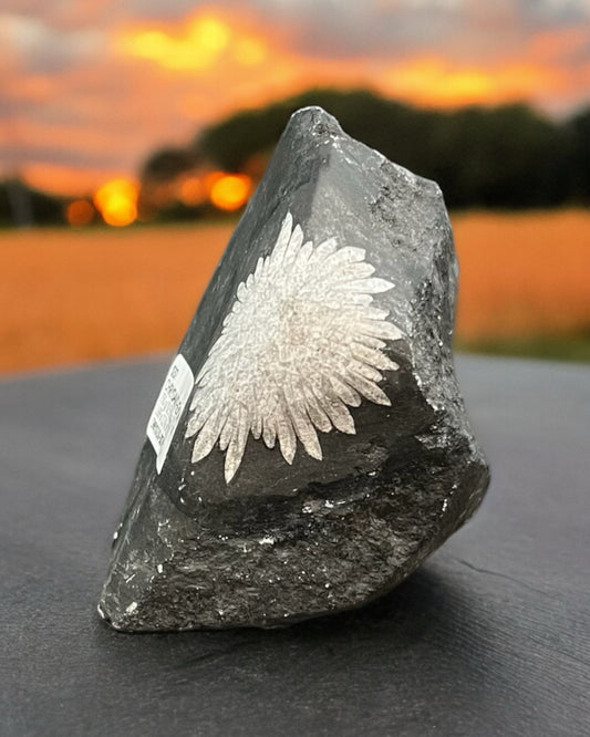 Chrysanthemum Stone Freeform