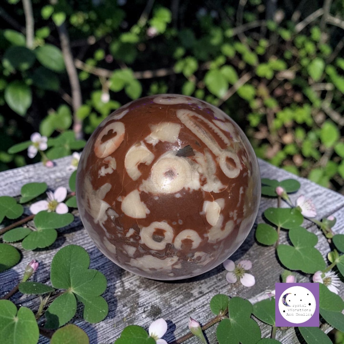 Crinoid Fossil Coral Sphere **