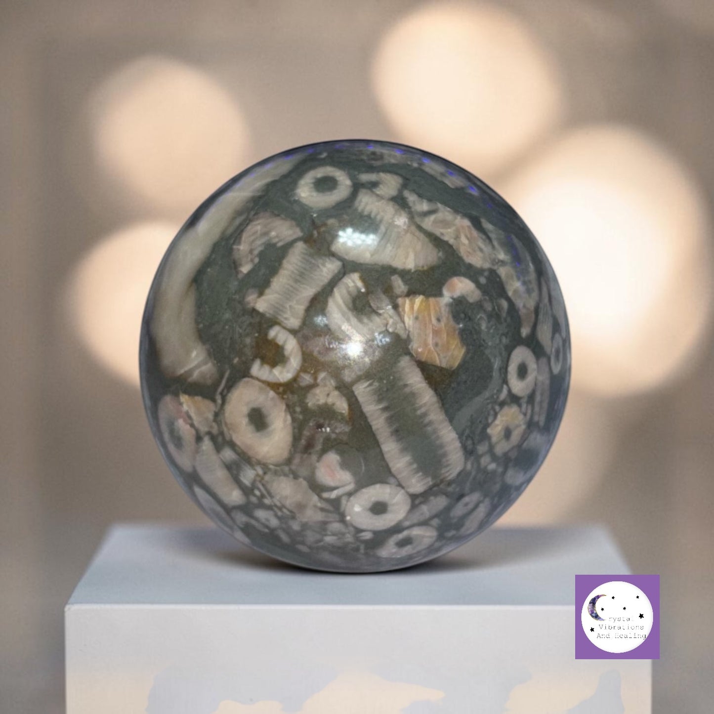 Crinoid Fossil Coral Sphere **